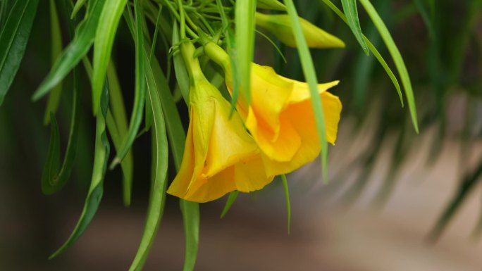 大喇叭花 观赏鲜花黄色 绿植叶子