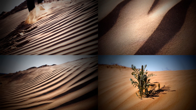 沙漠的风