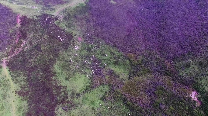 青海山顶野花群航拍