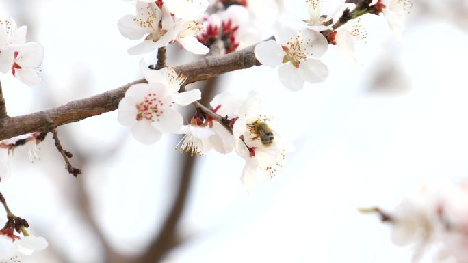 桃花林蜜蜂