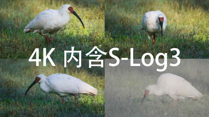 4K白色朱鹮草丛觅食特写内含s-log