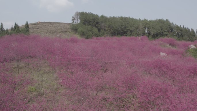 航拍贵州樱花园