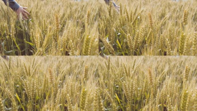 唯美麦田手划过小麦穗摇摆小麦成熟农民丰收