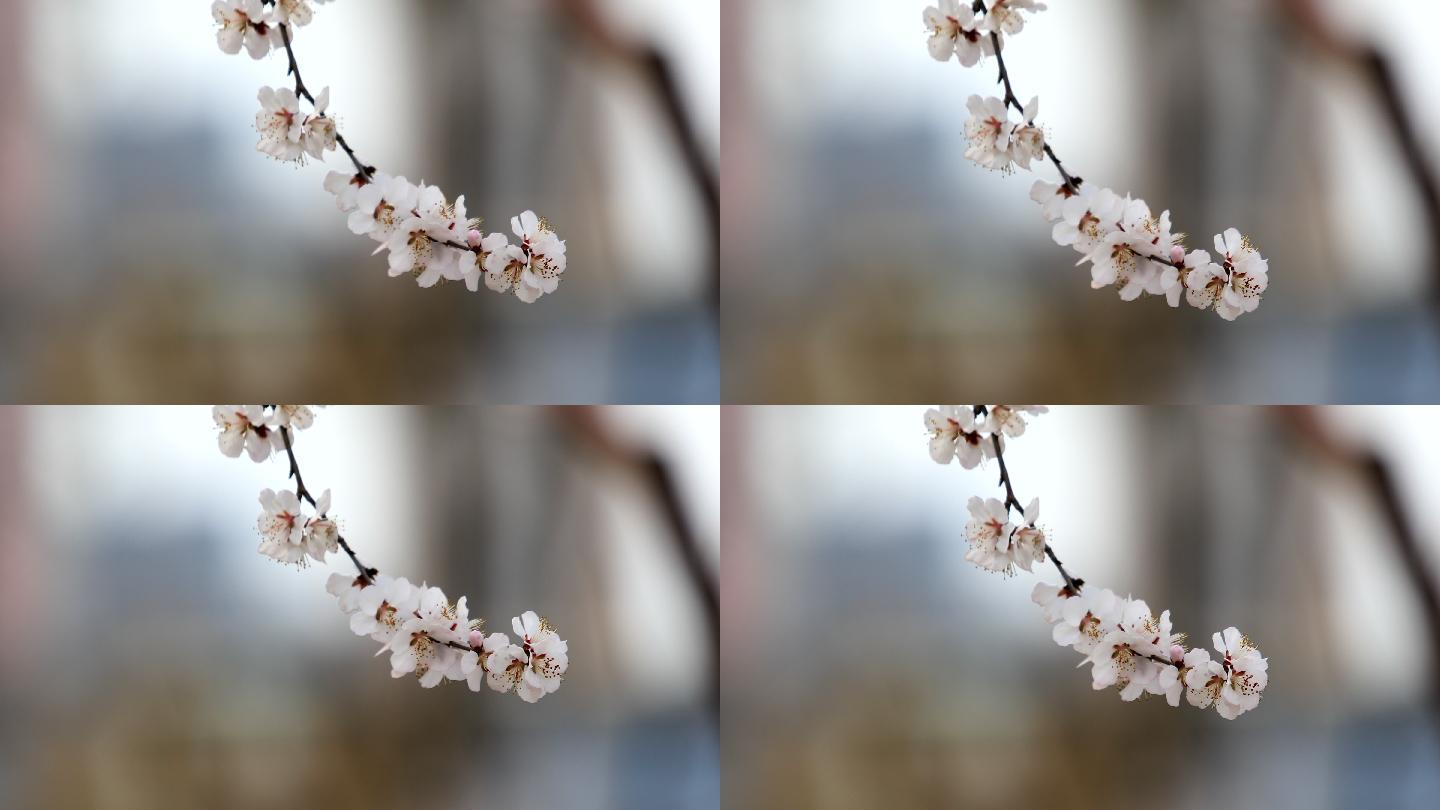 桃花 桃花林 桃花树 桃花源 花朵