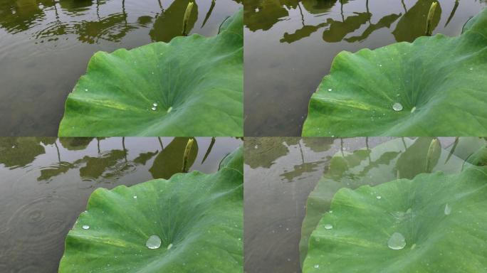 池塘下雨风吹荷叶荷叶水滴莲花荷花叶藕叶