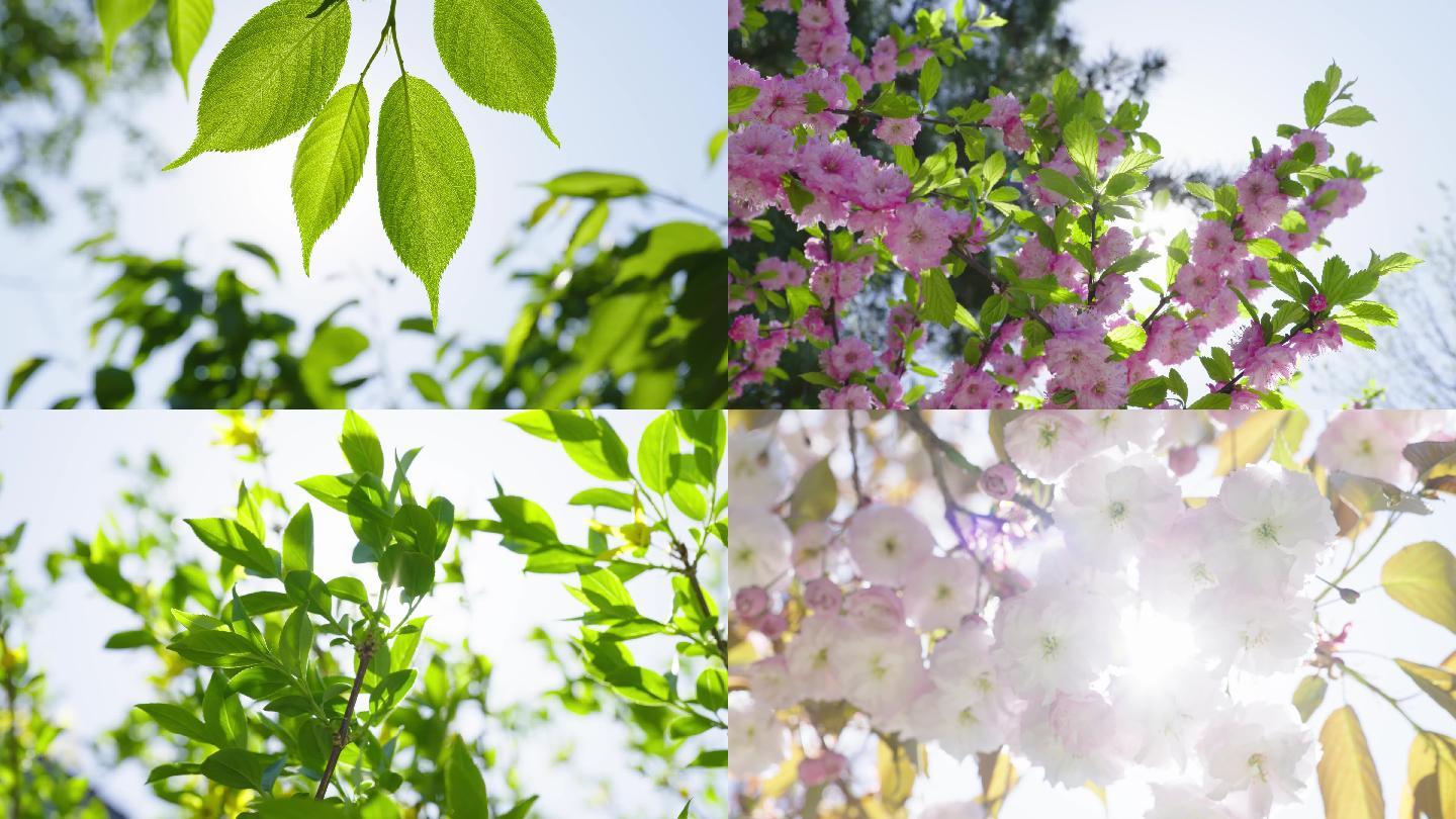 夏日树叶花朵阳光逆光阳光透过树叶