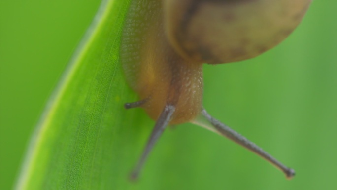 爬在绿叶上的蜗牛特写A014