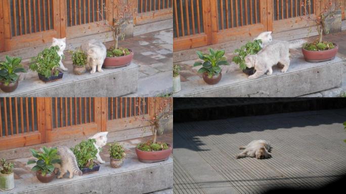 院子里的猫跟狗