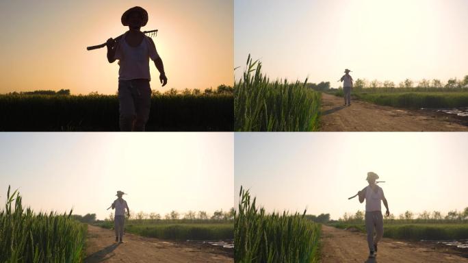夕阳中，农民田间走路的镜头