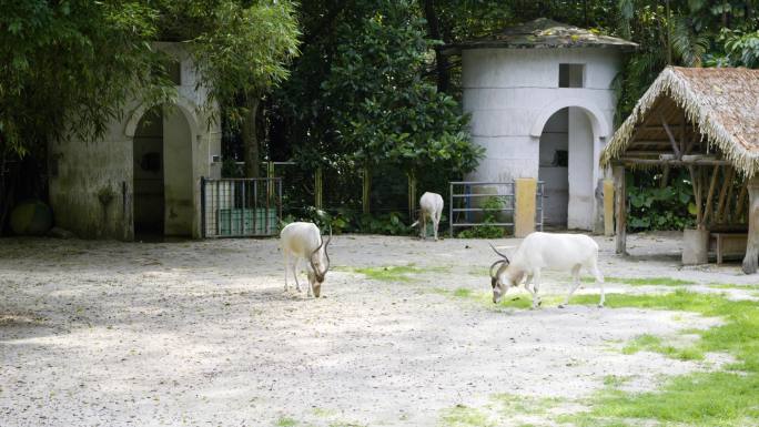 动物园羚羊