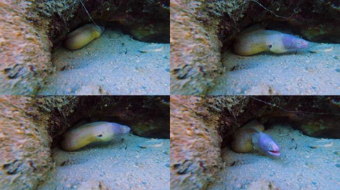 在海底与海鳗友好互动