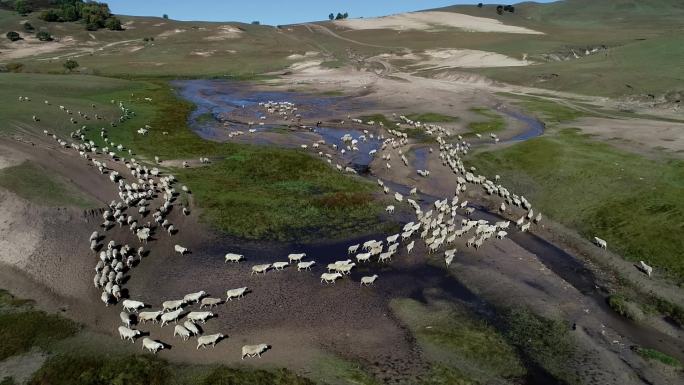 草原牧羊曲 羊群过河