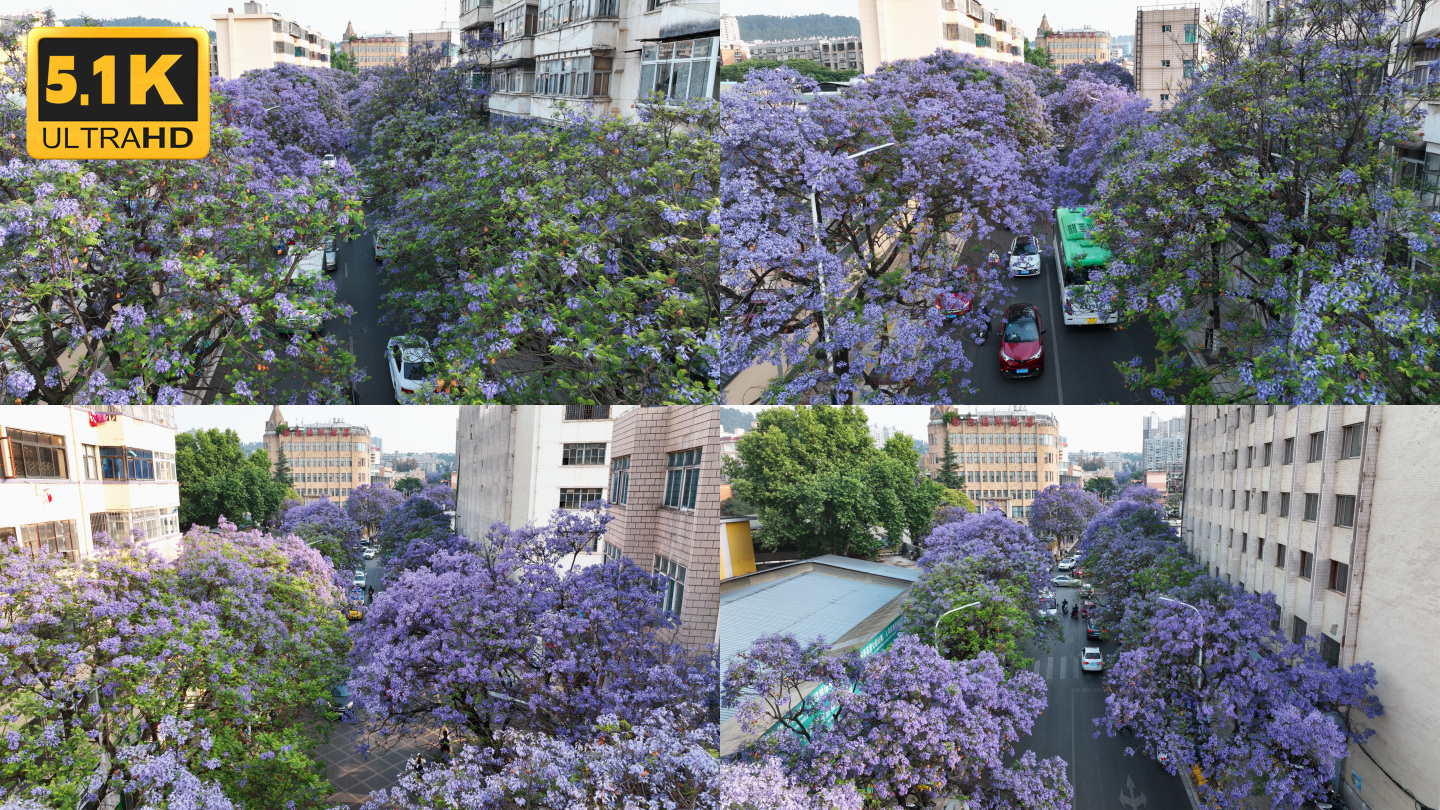 【5K】昆明校场中路蓝花楹航拍素材一