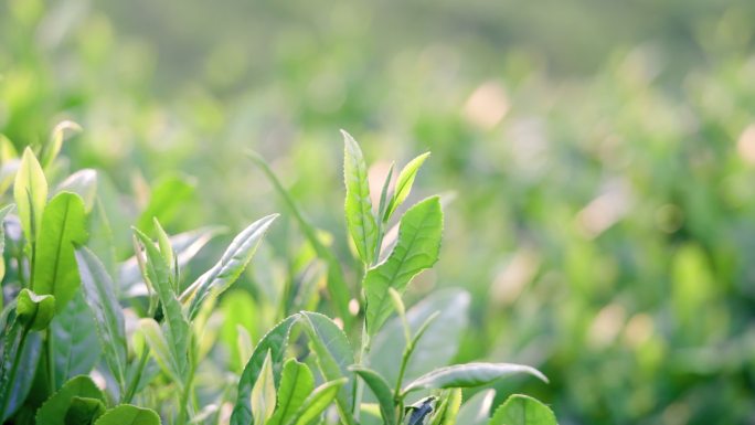 4K随风摇摆的信阳毛尖茶叶特写