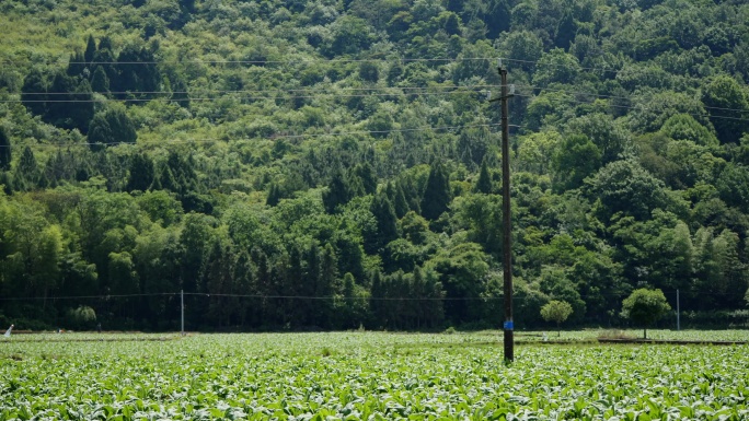 田野里 灯杆  电线 电力建设