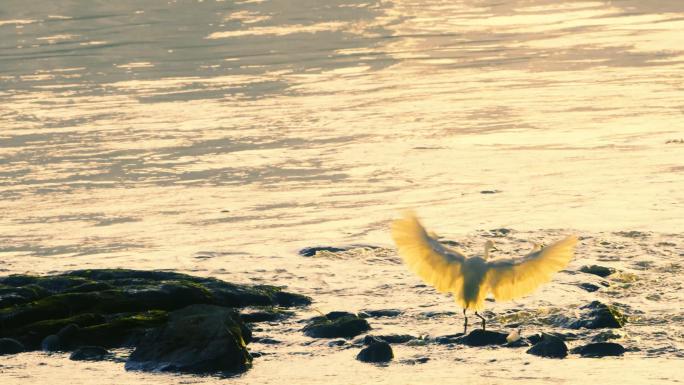 唯美黄昏河边白鹭飞翔飞行视频素材