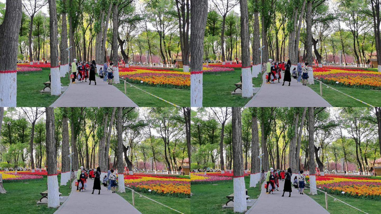 公园林荫道上赏花拍照的游客