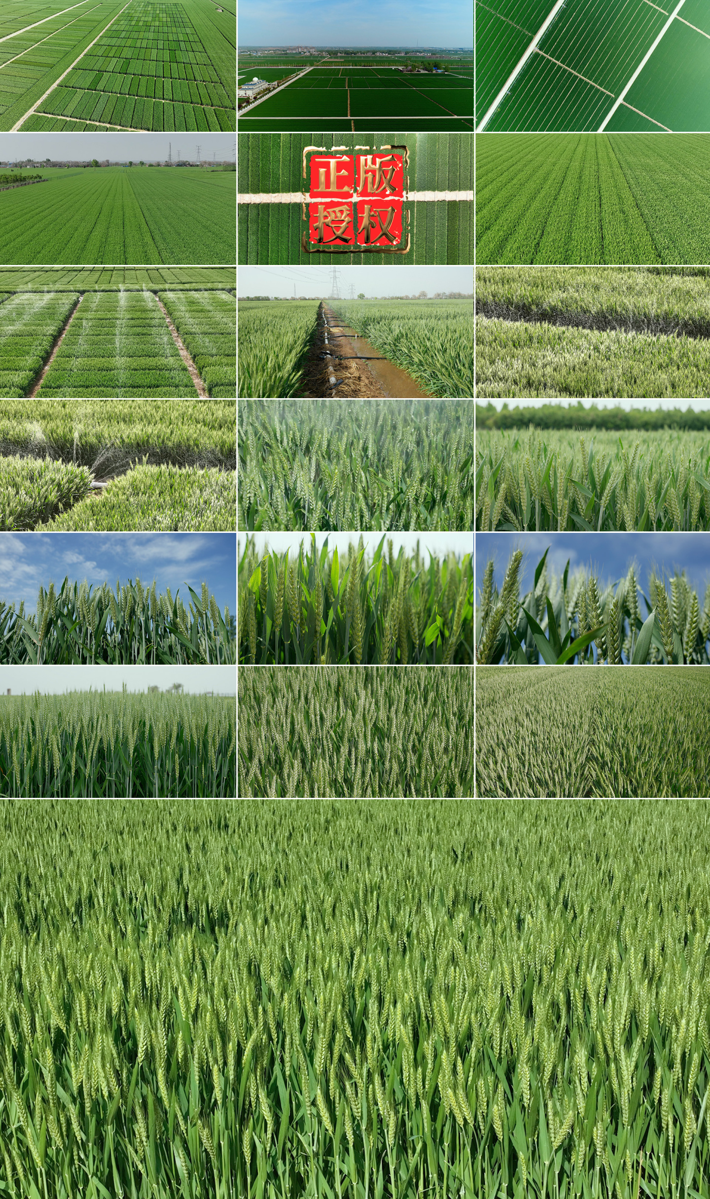 农场小麦试验田绿色麦田麦穗麦花小麦灌溉