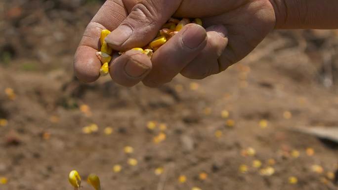 播种玉米