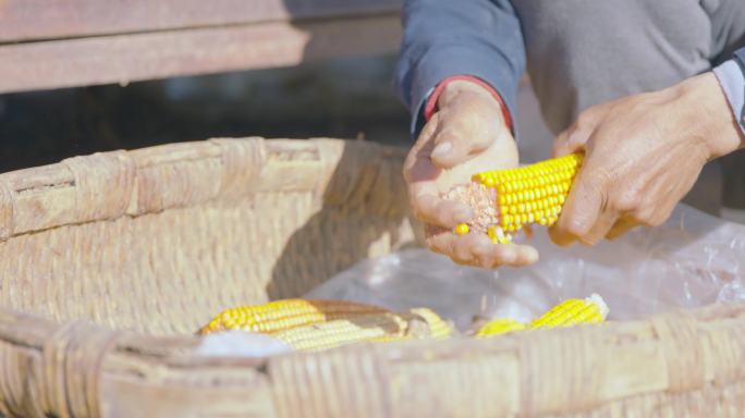农村老人掰玉米4K视频素材