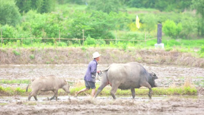 农耕文明 农田 耕地 牛 稻草人A004