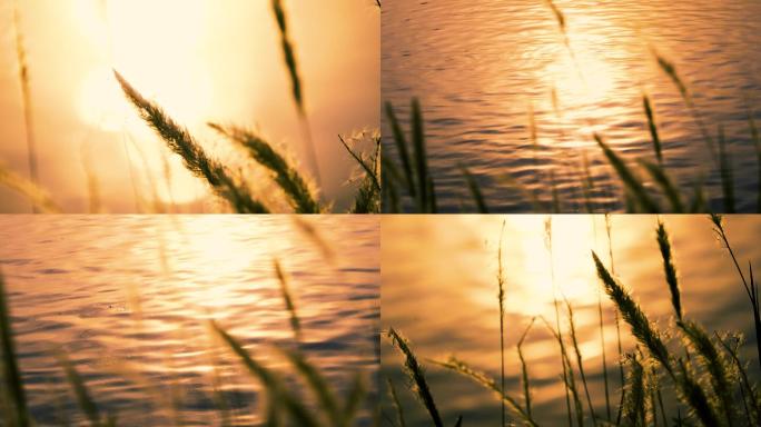 黄昏河边芦苇水草波光粼粼意境空镜视频素材