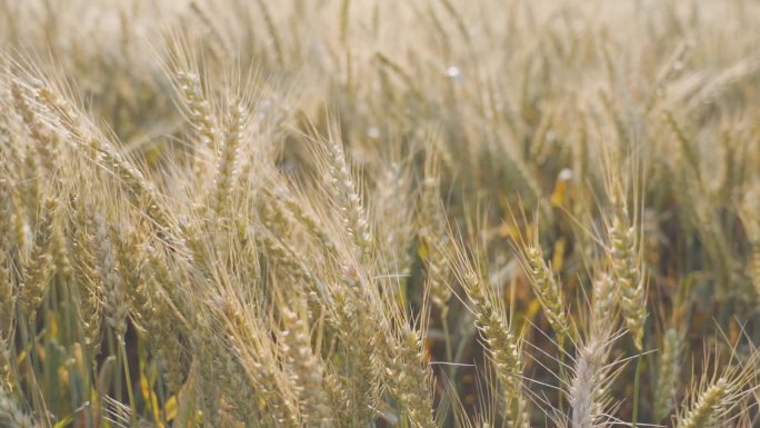 小麦成熟麦田麦穗农民种植小麦粮食丰收