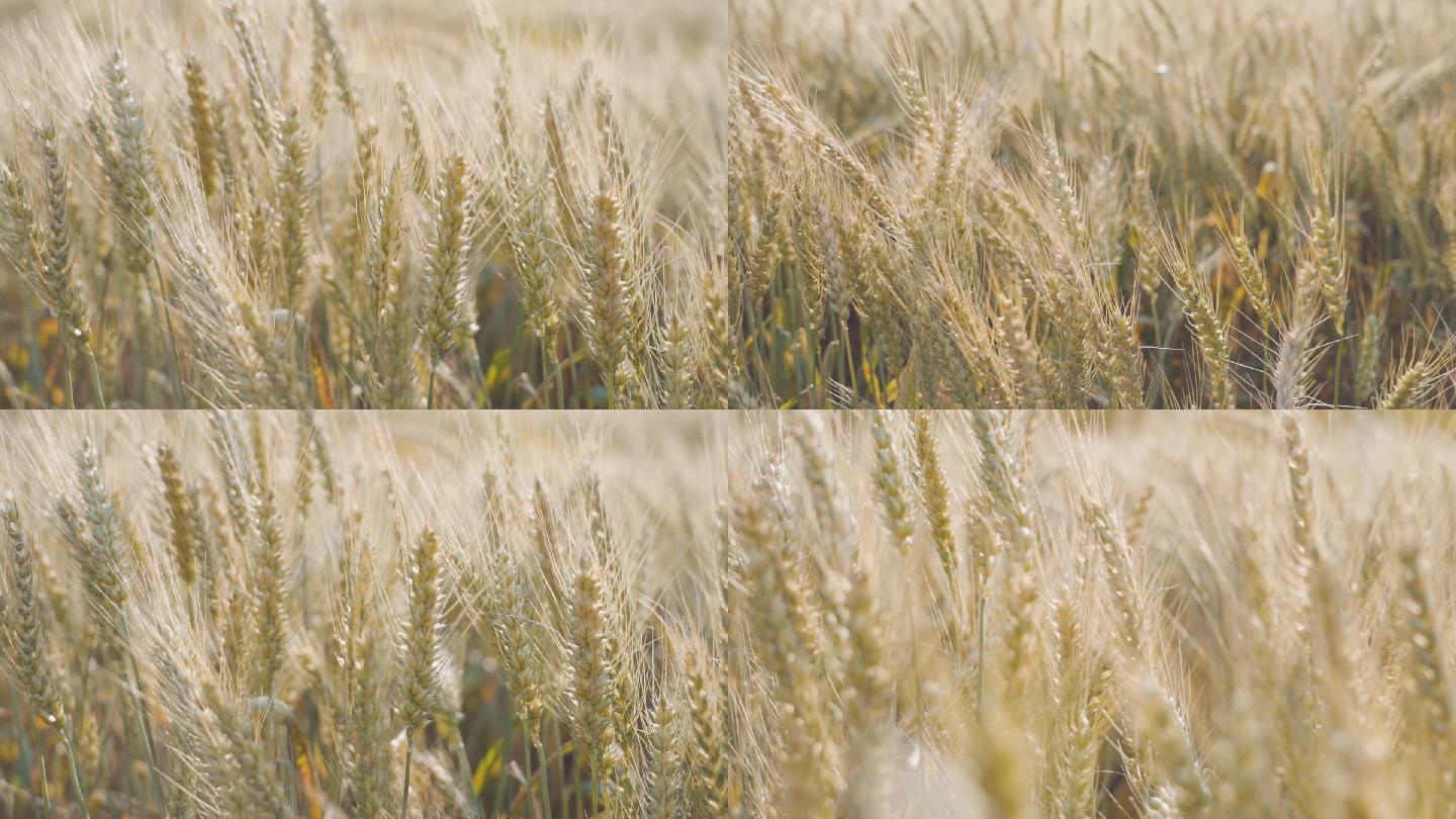 小麦成熟麦田麦穗农民种植小麦粮食丰收
