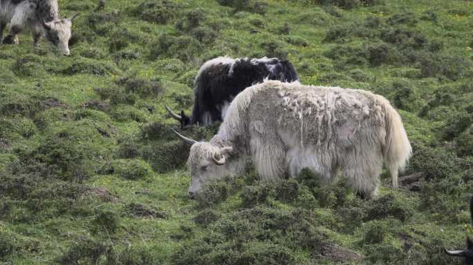 牧场 吃草的牛群 牛 牦牛 白牦牛 草地