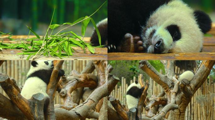 野生动物园 熊猫 大自然 动物世界