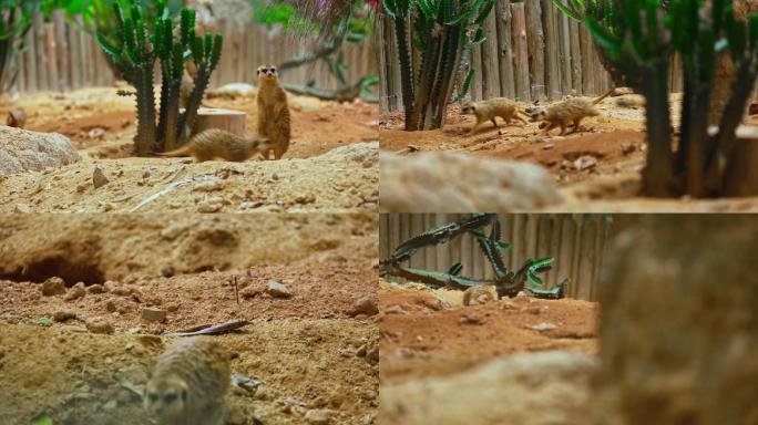 生态环境 野生动物园 狐獴 大自然