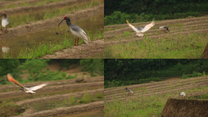 田间朱鹮、农田、朱鹮飞翔、觅食、陕西秦岭