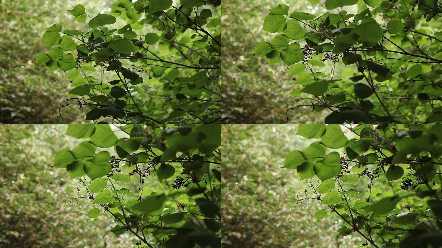 夏天树枝枝叶随风微微动