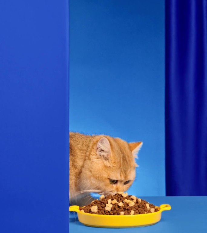 猫咪吃猫粮