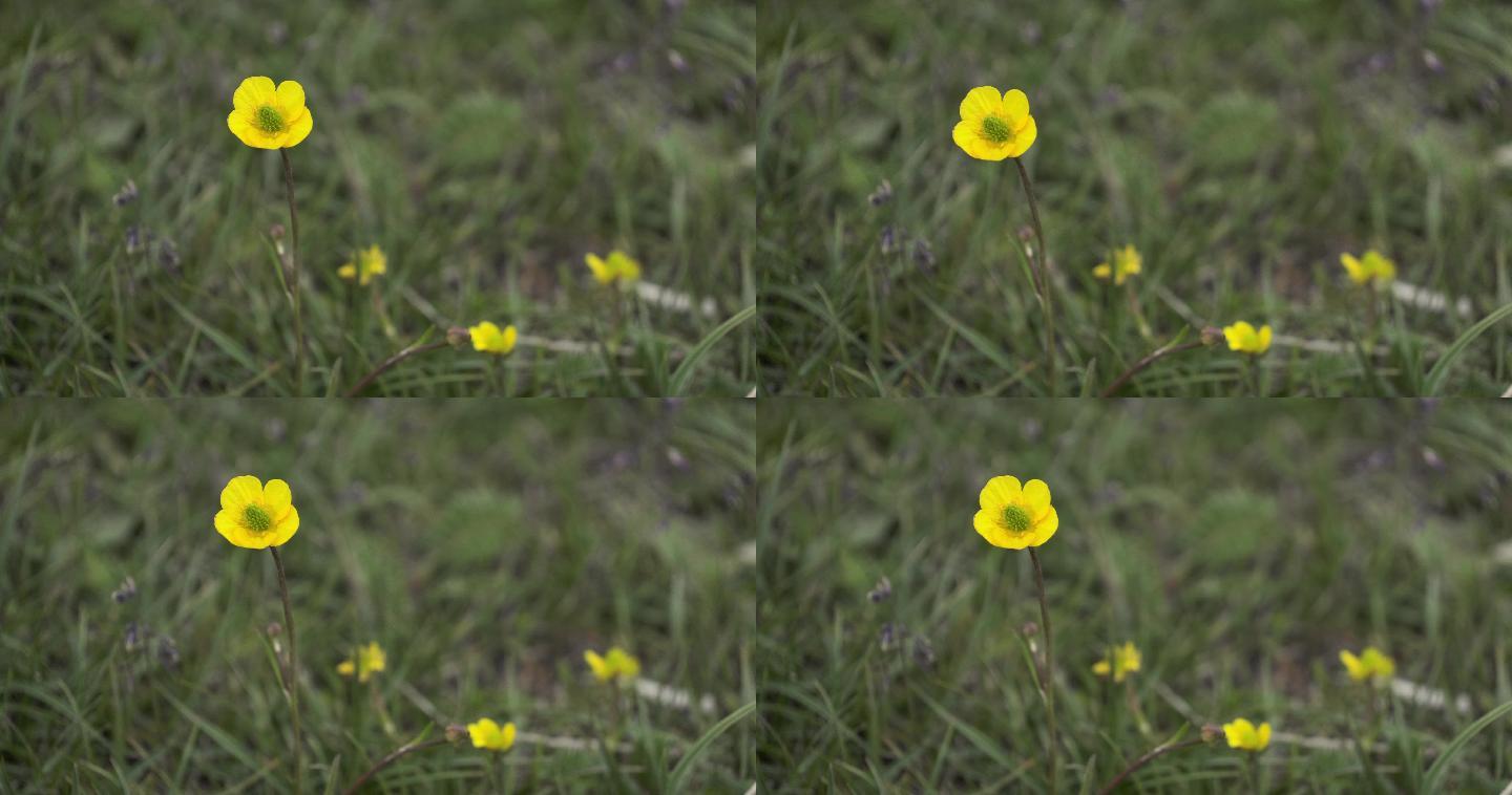 野生小黄花