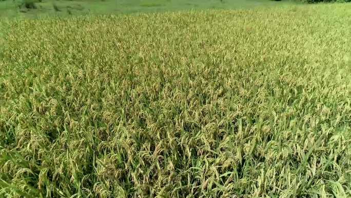 航拍水稻 机械化收稻谷 丰收