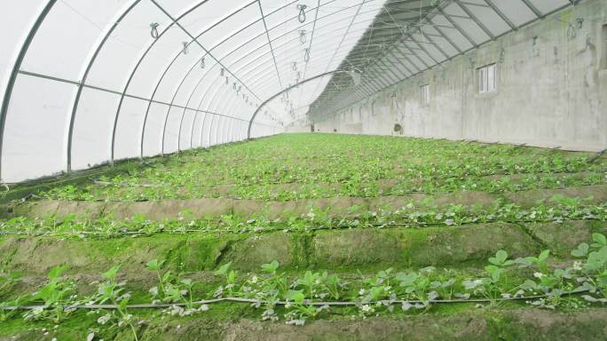 蔬菜大棚 日光温室