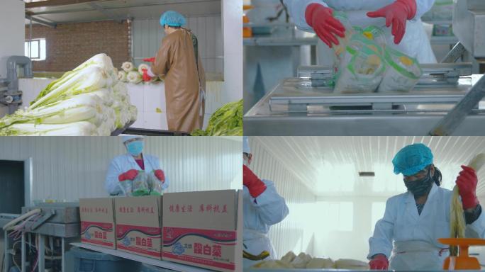 杭锦旗酸白菜腌制4K视频素材