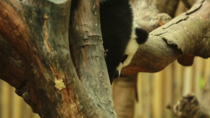 动物园 熊猫 野生动物 中国国宝 圆滚滚