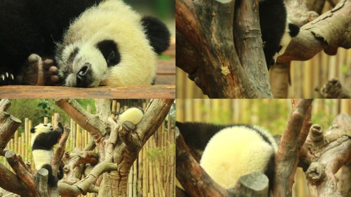 动物园 熊猫 野生动物 中国国宝 圆滚滚