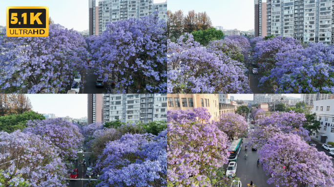 【5K】昆明校场中路蓝花楹航拍素材二