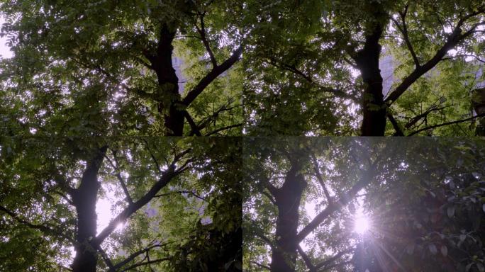 户外正午逆光树林视频素材