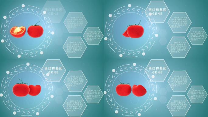 西红柿基因组织介绍