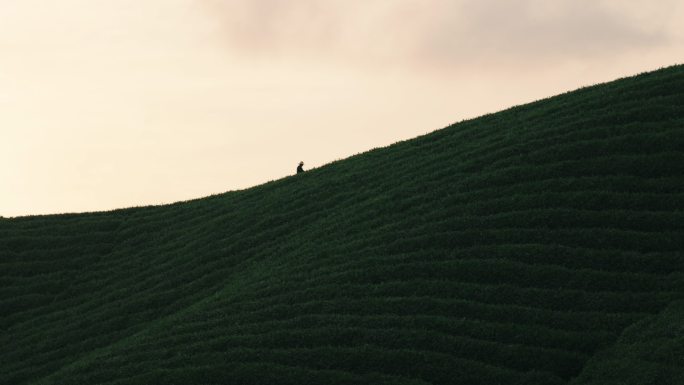 4K信阳毛尖高山茶叶上一个孤独的采茶人