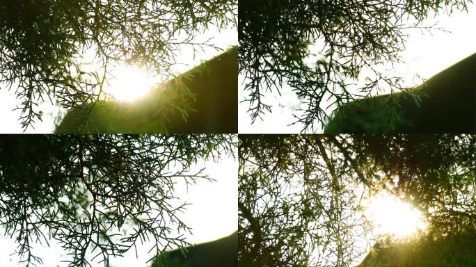 阳光穿过柏枝树树叶透过来