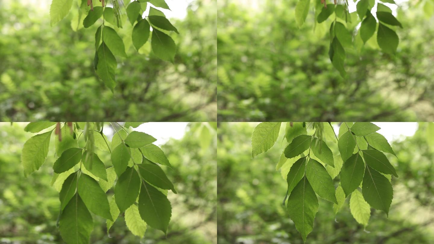 树枝 夏树 树叶 树叶微动 风吹树叶 树木 下垂树枝2022-05-07上传日期