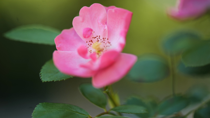 蔷薇花，唯美花朵，月季花，刺梅