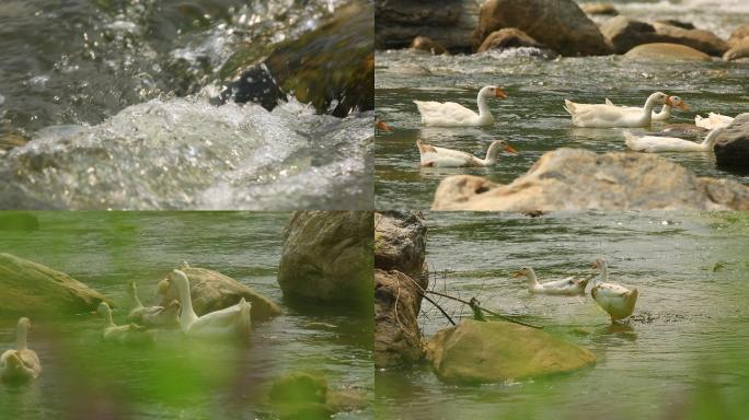 鸭子戏水、水鸭子、山涧流水、山清水秀小河