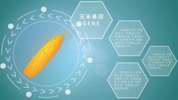 玉米基因知识简介