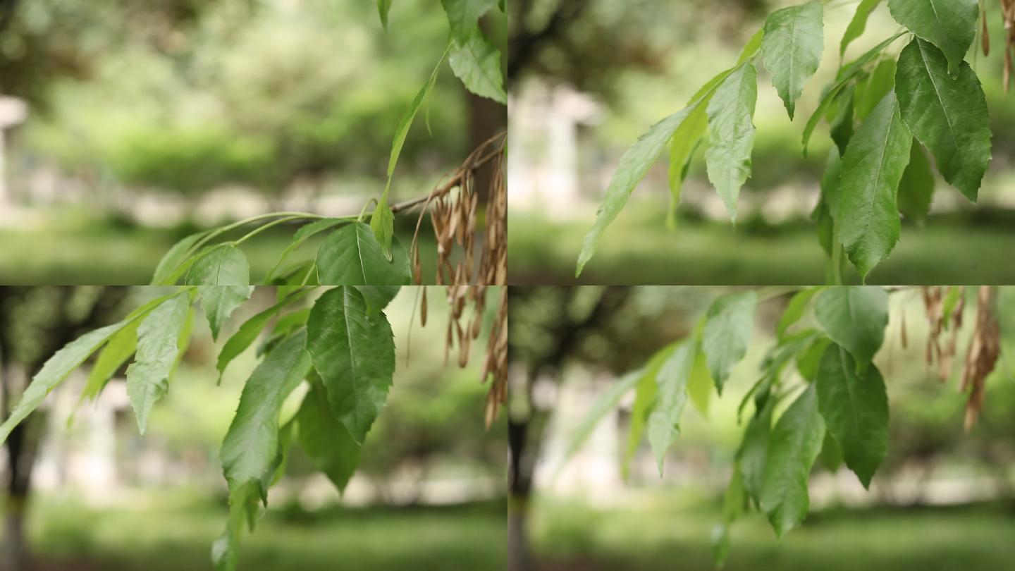 夏天微风吹动下垂的树枝枝叶微微飘动